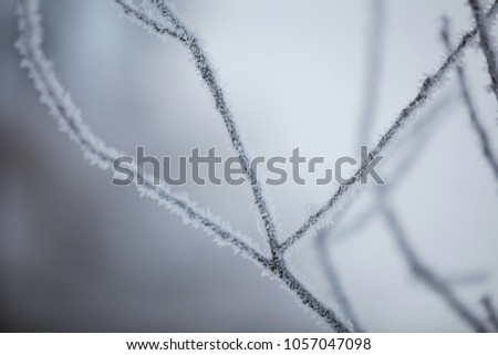 Close up of a frost on tree branches. Beautiful winter background.