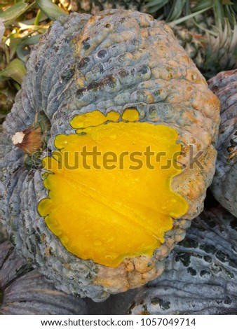 Closeup pumpkin meat inside a dark yellow ,The rubber is clear to the skin.The uneven surface of the shell looks solid