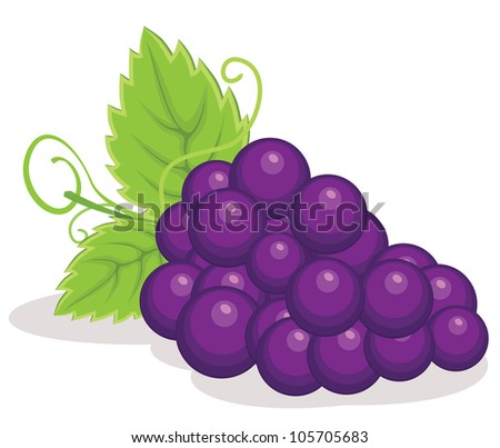 Grapes illustration