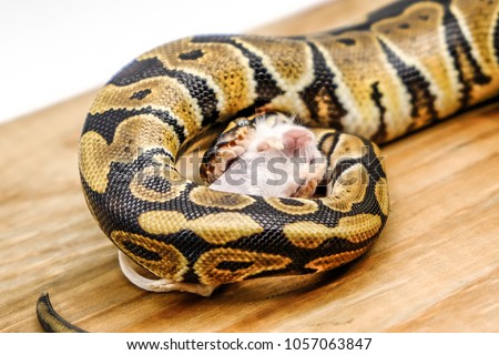 Snake eating a rat.Ball python (python regius)