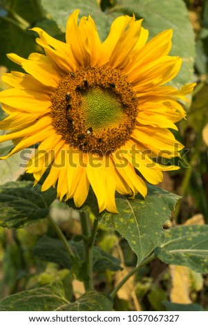 The beautiful orange sunflower has a small bee colonies to help pollinate and find sweet water in the flower garden