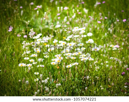 Group of the daisy flowers in the field during the natural daylight with soft and pleasant focus close up image of intact nature detail