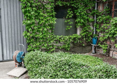 Watering hose for lawn and garden. Outdoor on the summer patio. Small townhouse perennial summer garden. Vienna, Austria.