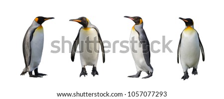 King penguins isolated on white background Royalty-Free Stock Photo #1057077293