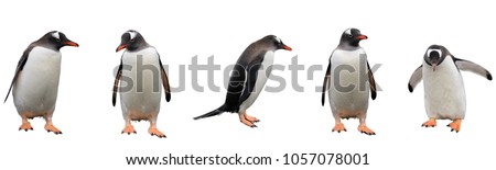 Gentoo penguins isolated on white background Royalty-Free Stock Photo #1057078001
