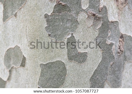 Wooden wall For text and background. The texture of the bark of a tree.