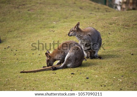kangaroo family and a joey in the pouch