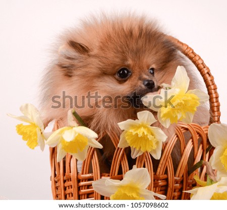A funny puppy licks a flower