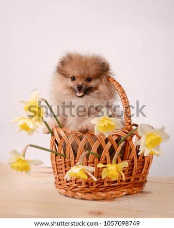 Fluffy puppy in a basket with flowers, pomeranian