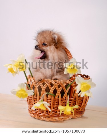 Funny puppy shows tongue, yawns, dog in basket with flowers