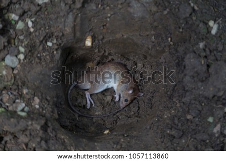 picture of brown rat carcass prepare for bury