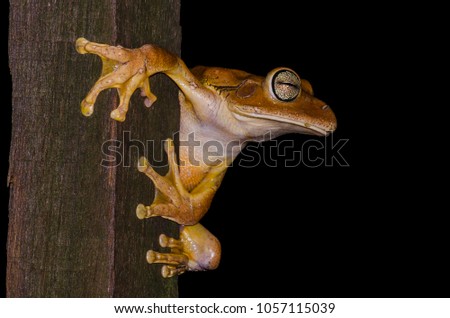 Smith Frog (Hypsiboas faber)