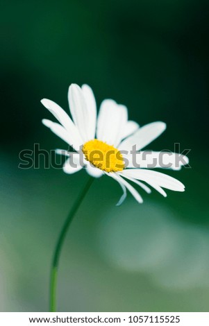 Flower macro shot, abstract photo of a flower with shallow depth of field. Beautiful natural background.