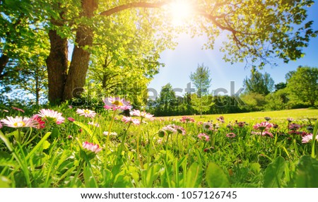 Meadow with lots of white and pink spring daisy flowers in sunny day. Nature landscape in estonia in early summer Royalty-Free Stock Photo #1057126745