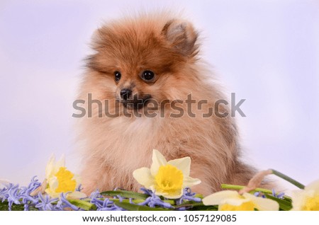 Puppy sits among flowers, spitz