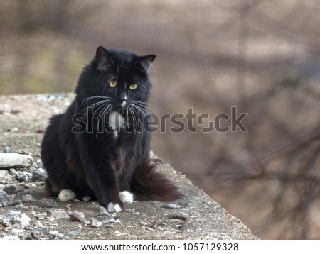 Fluffy black cat, walking on the cornice homes