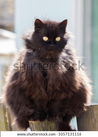 Black fluffy old cat sitting on a wooden fence