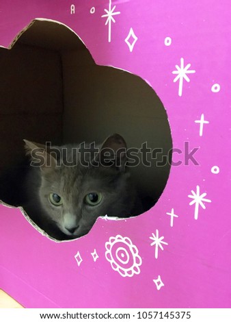 The Russian blue cat with a cute appearance looks into the purple cloud.
