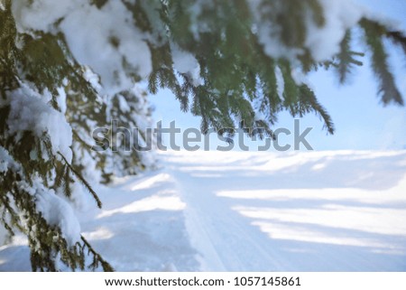 Snow covered fir tree branches on sunny winter day