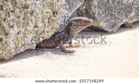 Lizard looking out of a hole in a rock, grey lacerta