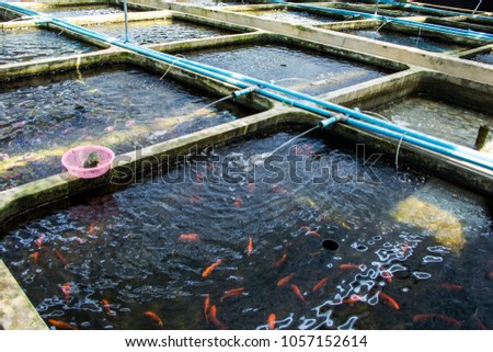 Farm nursery Ornamental fish freshwater in Recirculating Aquaculture System in cement pond square box are many and roof of house covered shading net light filter is lifestyle Countryside of Thailan Royalty-Free Stock Photo #1057152614