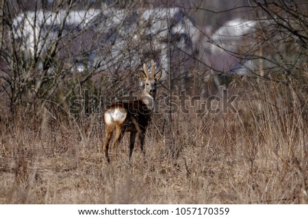 Roe deer in the spring meadow.