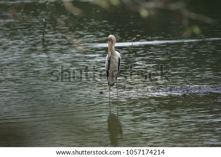 A beautiful stork stands in the water. A bird with long legs and a beak among nature.