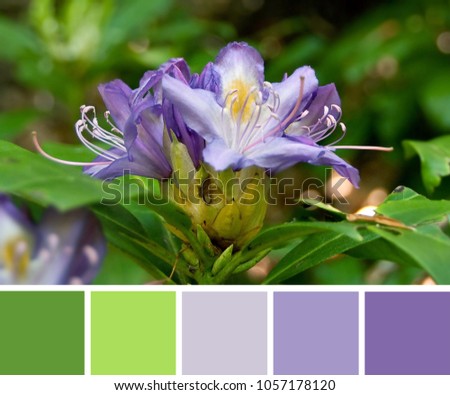 Rhododendron ponticum (pontic rhododendron, Strandzha zelenika) - the violet blossom of the shrub.  Color palette swatches, natural combination of green and violet colors, inspired by nature.