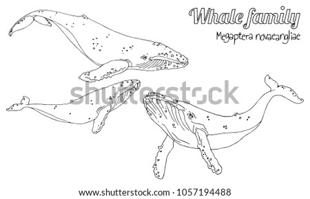 The family of humpback whales with their calf. Megaptera novaeangliae. Vector in black and white lines.