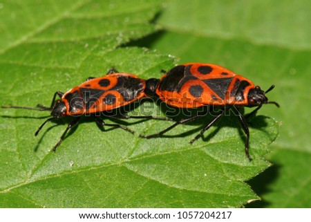  Macro of two bedbugs Pyrrhocoris apterus sitting on a green nettle leaf in the foothills of the Caucasus                              