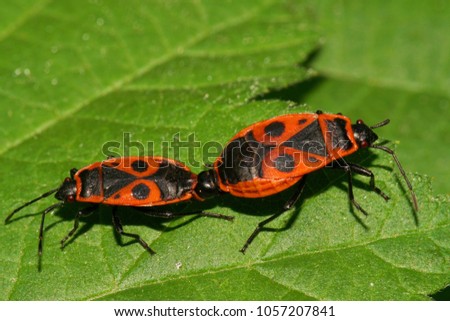 Close-up of two bedbugs soldier Pyrrhocoris apterus sitting on a green nettle leaf in the foothills of the Caucasus                               