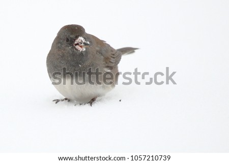 A Dark Eyed Junco picks up bird seed scattered over the snow.