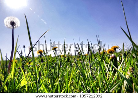 A meadow with blossoming dandelions. Sun in the picture.