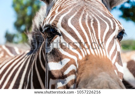 Close-up of Zebra's eye. African wild horse with black-and-white stripes and an erect mane