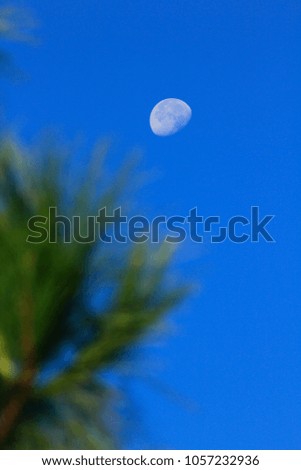 Moon and daytime pine leaves