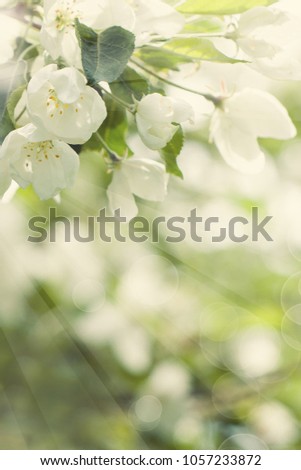 Spring Flowers, Green Leaves and Abstract Bokeh Light on Spring Health Background