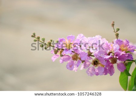 Lagerstroemia floribunda Jack.Bungor. 
Purple flowers are blooming beautiful. Look and feel fresh.
Blurry images are used as backdrops.