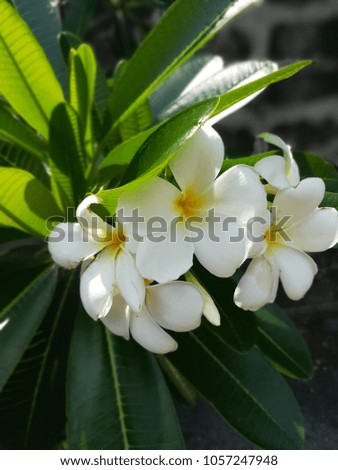 plumeria  thai flower  asian plant