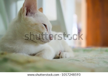 Profile (Side of face) of cute white kitten with pale orange stripes on cheek and white mustache.Lying calmly on green flowers pattern blanket in the house.Relax in the morning.