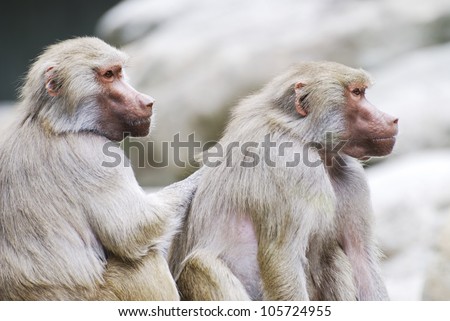 Two baboons engaged in mutual grooming