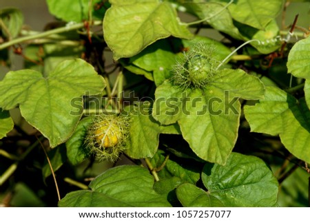 Passiflora Foetida fruit
