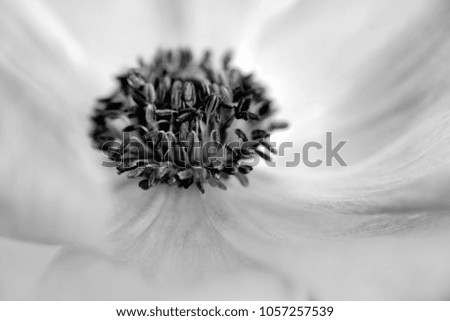 Macro flower in closeup - anemone, abstract fine art. Selective focus. Black and white image.