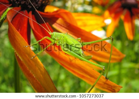 Locust on a flower
