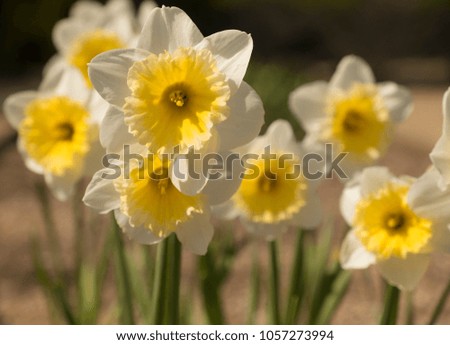 flowers close up. Yellow and white.
