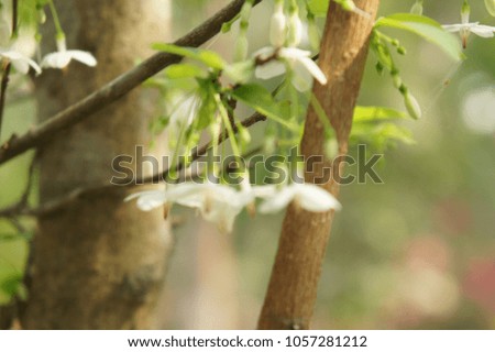 Bokeh of white fragrant flowers in summer