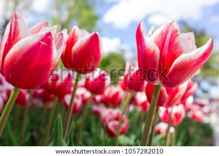 Fresh red tulip with bokeh background.
