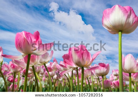 Fresh colorful tulip with bokeh background.