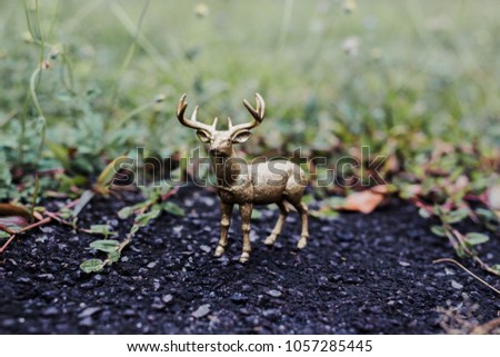 Deer alone in jungle. Wildlife concept.