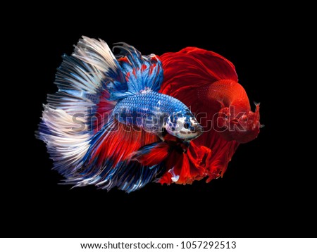 Halfmoon Fancy,Multi color Siamese fighting fish(Rosetail),fighting fish,Betta splendens,on black background