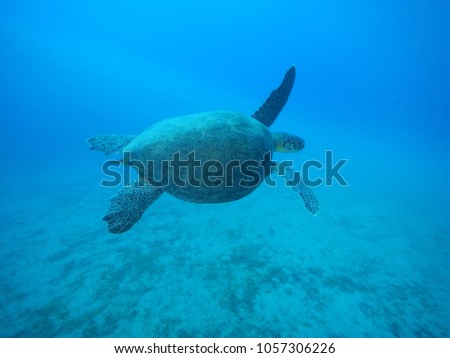 turtle underwater blue water
